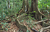 Rainforest tree roots. Corcovado NP. Costa Rica