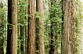 Damnation Creek Trail. Del Norte Coast Redwoods SP. California. USA.