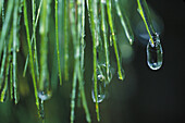 Winter morning pine