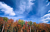 Trees in Fall. Catskill Mountains. New York. USA