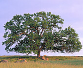 Oak tree. California. USA