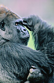 Male adult Lowland Gorilla in zoo