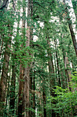 Redwood (Sequoia sempervirens). Stout Grove. Jedediah Smith Redwoods State Park. California. USA