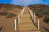 Dunes at the Presidio of San Francisco. California. USA