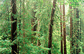 Dense redwood forest. Muir Woods National Monument. California. USA