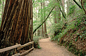 Trail through Muir Woods National Monument. Marin County. California. USA
