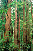 Tall redwood trees in Muir Woods National Monument. Marin County. California. USA