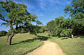 Trail through Morgan Territory in spring. Mount Diablo State Park. California. USA