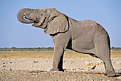 Namibia. Etosha National park. Drinking Elephant (Loxodonta africana)