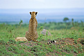 Cheetah (Acinonyx jubatus) sitting on a small hill Masai Mara Kenya