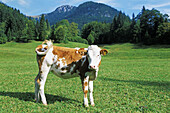 Bavarian calf
