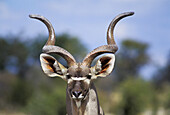 Greater Kudu (Tragelaphus strepsiceros). Etosha National Park. Namibia