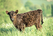Gallwoway calf