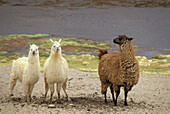 Lamas (Lama glama) near Geyser El Tatio, northern Chile