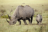 Black Rhino with calf (Diceros bicornis). Masai Mara. Kenya