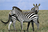 Two Zebra (Equus quagga boehmi) standing close together. Masai Mara. Kenya