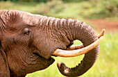 African Elephant (Loxodonta africana), drinking. Kenya