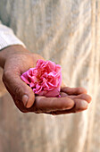 Dying Roses (Rosa Damascena). Roses valley producer. M Gouna. South. Morocco.