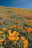 Poppies. Antelope Valley. California. USA