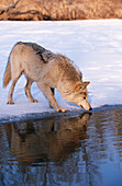 Wolf (Canis lupus), captive. Minnesota. USA