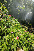 Landscape, Costa Rica, La Fortuna, Volcan Arenal observatory, waterfall