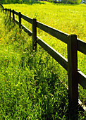 Countryside fence