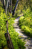 country path