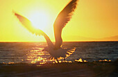 sunset seagull