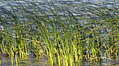 water grass