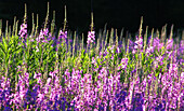 Alaska fireweed