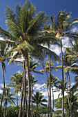 Palm trees, Hawaii. USA