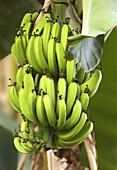 bananas on branch