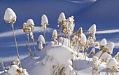 Plants in snow