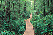 Boardwalk. Olympic NP. Washington. USA