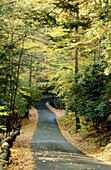 Road thru autumn trees and leaves. Hickory Run State Park, Pennsylvania. USA