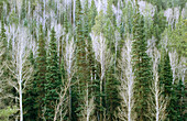 Pine and aspen trees. USA