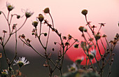 Sun - rising - against flowers and orange sky