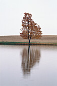 Lake and single tree with reflection in autumn, rusty colored leaves