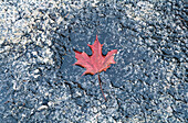 Red maple leaf (1) on granite rock
