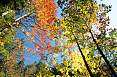 Trees, in autumn, looking upwards