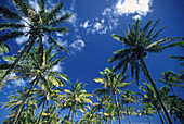 Palm grove, Anakena. Eastern Island, Chile