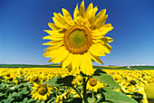 Sunflowers. Córdoba. Spain