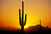 Saguaro cactus, Scottsdale. Arizona, USA