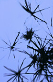 Silhouette of plant stems and flower parts forming a botanical abstract against a sky blue background