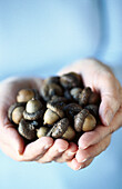 Close-up of a woman s hands cupped together holding a bunch of acorns, background is a light blue from woman s shirt