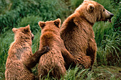 Female Grizzly Bear with cubs. Alaska. USA