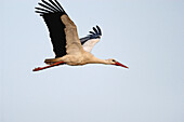 White Stork (Ciconia ciconia) in fligth. Spain