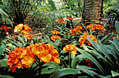 Greentip kaffir lily (Clivia nobilis). La Concepción Botanical Garden. Malaga province. Spain