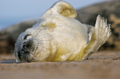 Grey Seal (Halichoerus grypus) pup rolling on sand. Donna Nook National Nature Reserve, England. UK
