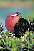 Male Magnificent Frigate Bird (Fregata magnificens) in courtship display. Antigua Island. West Indies